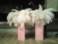 /album/fotogaleria-plumas/aranjamente-pene-intrare-jpg/